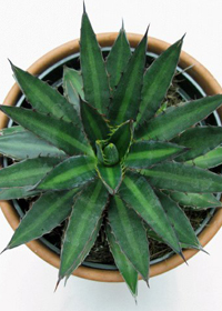 Agave funkiana 'Fatal Attraction'